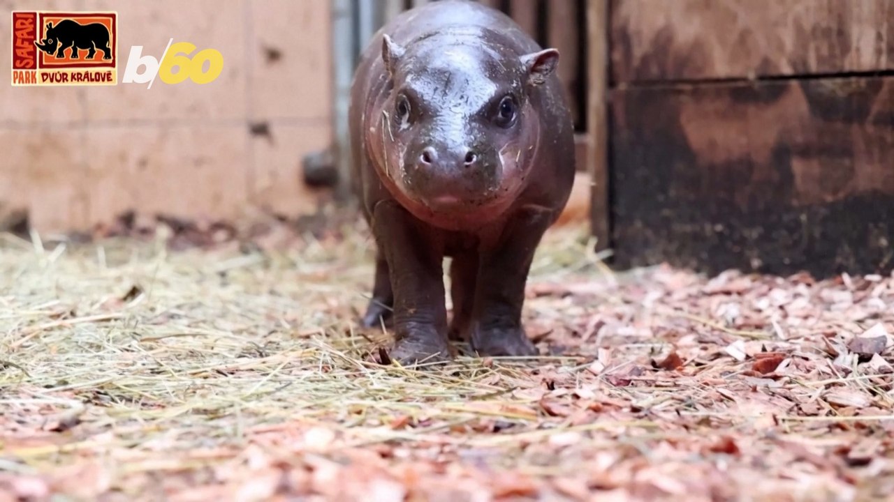 Rare Hippo Baby Presented to the Public at Czech Zoo