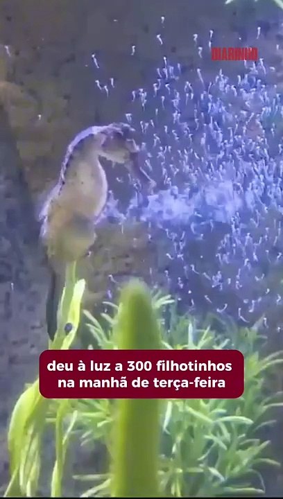 Vídeo registra o nascimento de mais de 300 cavalos-marinhos em BC