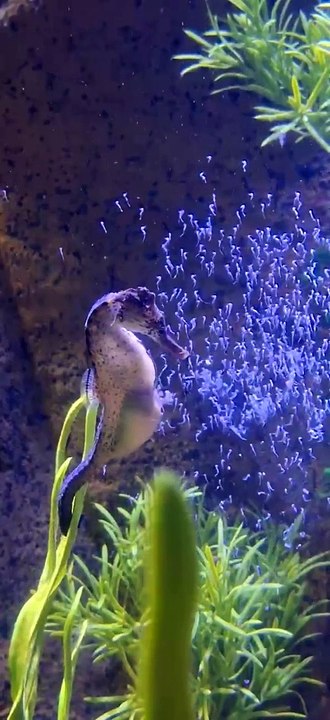 300 cavalos-marinhos nascem de uma única vez