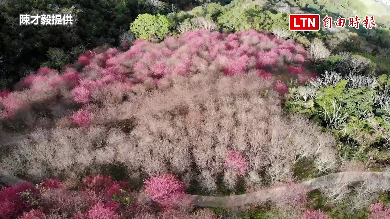 南投信義「櫻」姿煥發！玉山同框塔塔加山櫻（陳才毅提供）