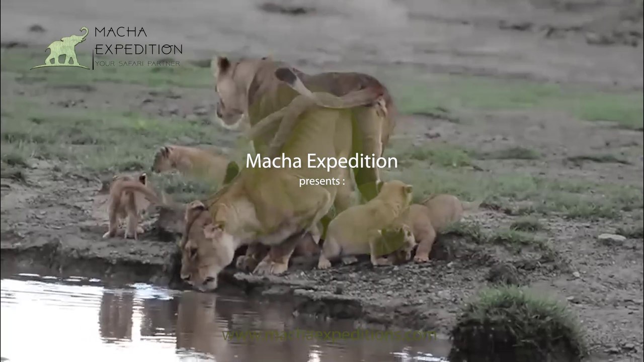 Savage shadows  The serengeti lions Full Documentary