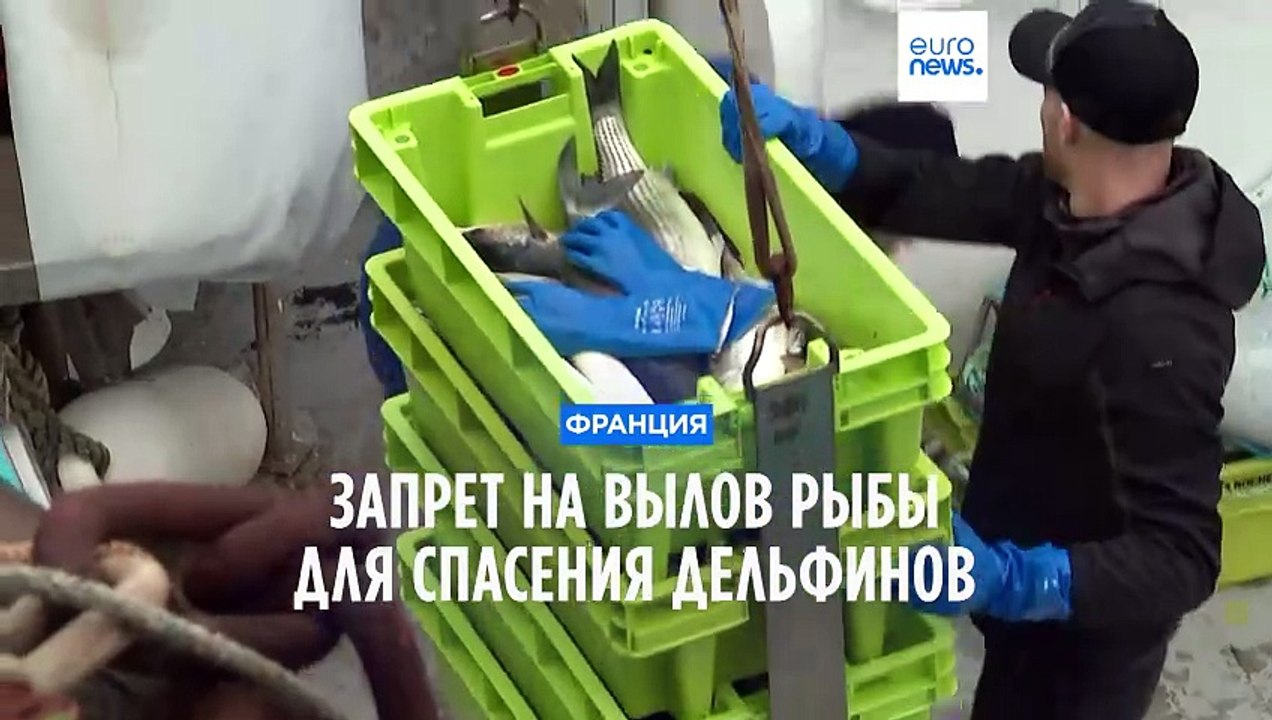 Власти Франции запрещают лов рыбы в Бискайском заливе, чтобы спасти дельфинов