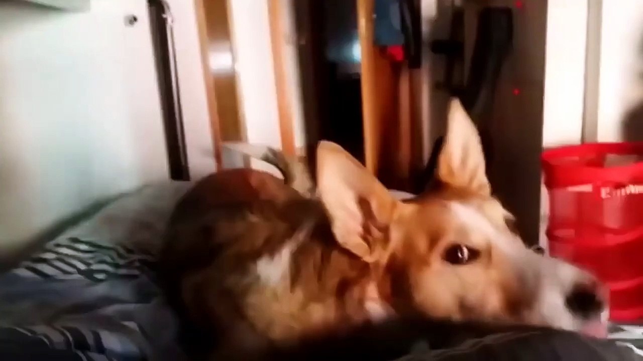Despacito Song ( Dog Sound )