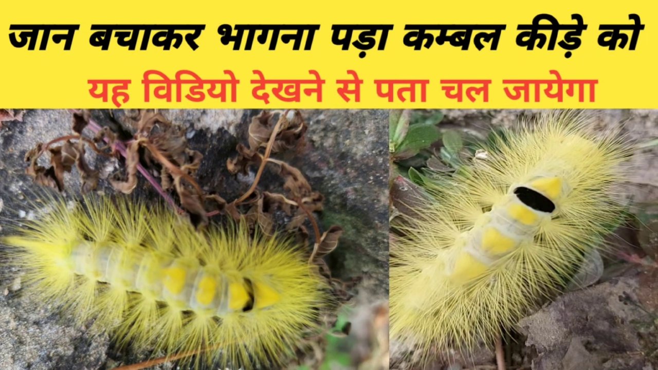 Hairyscary kida | blanket worms | कम्बल कीड़ा | kambal kida