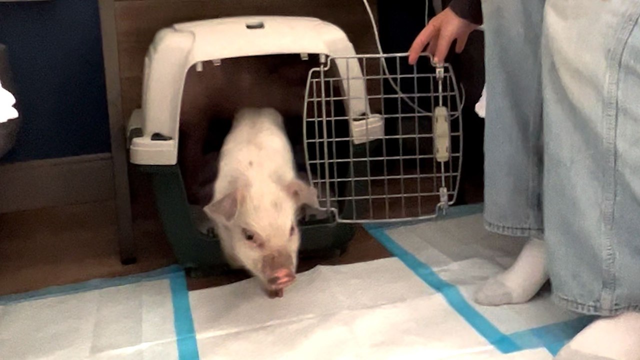 Girls Sneak Rescue Piglets Into Hotel Room!!!