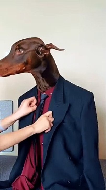 The gentleman dog | funny videos | viral videos | incredible videos