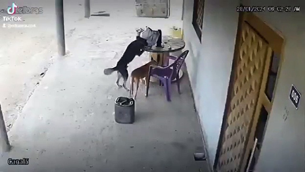 Cachorros "criminosos" furtam celular