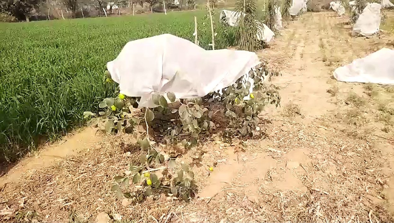 Weather patterns are affecting crops, farmers are worried...watch video