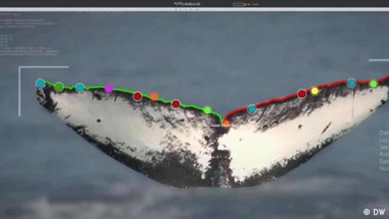 AI Image Recognition Protects Species