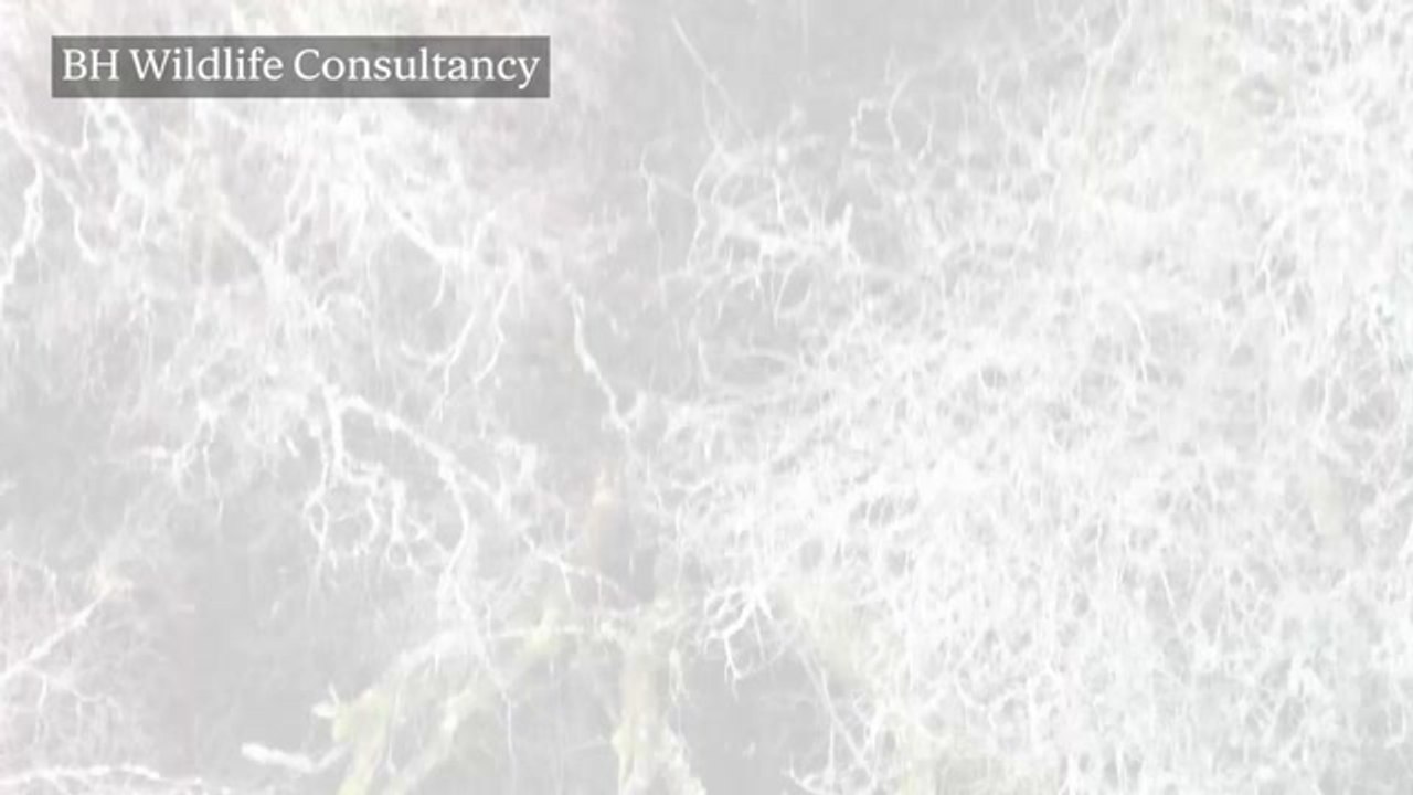 Drone operator tracks down monkey on the loose in Scotland