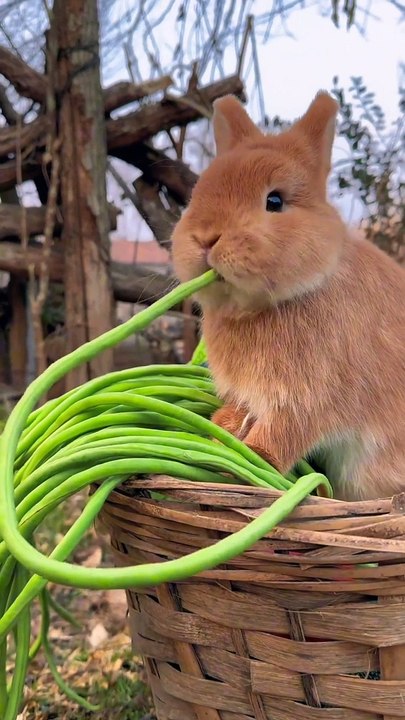 Shorts Video Collection 🎥