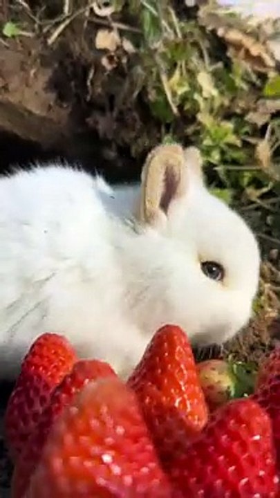 Shorts Video Collection 📹