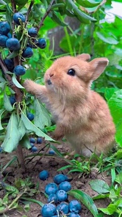 Short Video Highlights 🎥