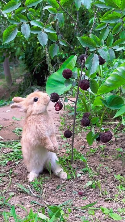 Short Video Content 📹