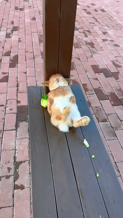 Short Video Highlights 🎥