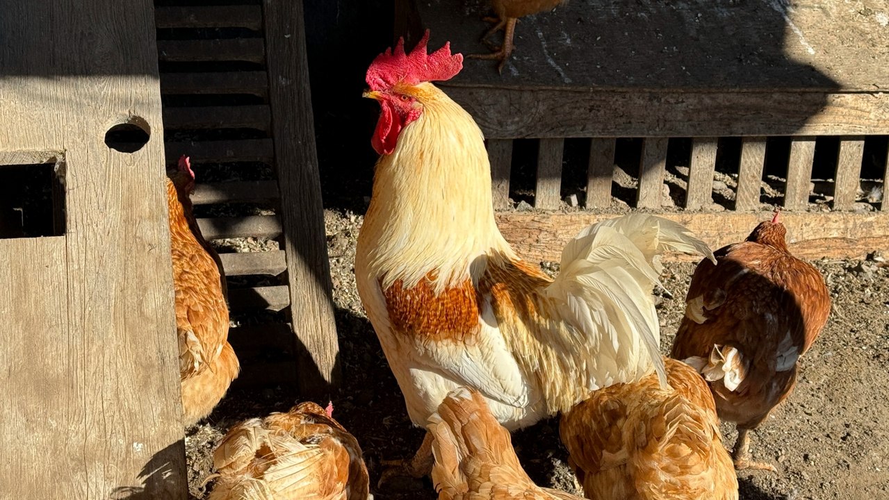 Gripe aviar infecta a millones de aves en granjas de EEUU