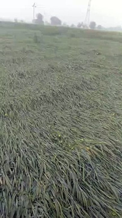 Weather patterns, wheat crop spread due to strong wind...watch video