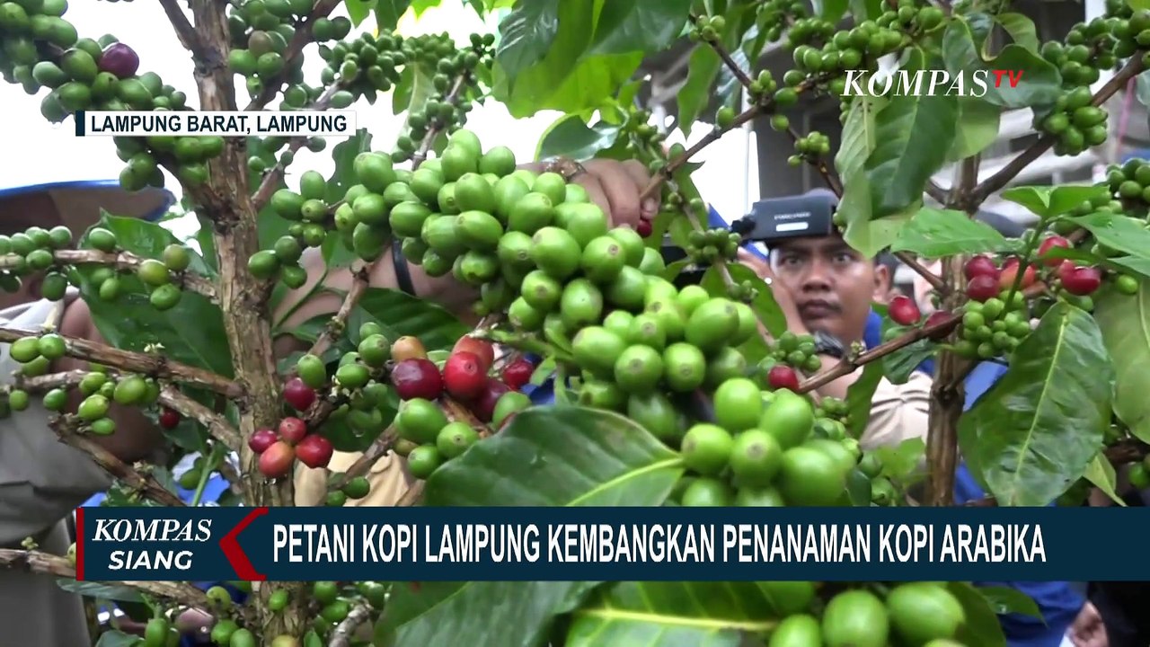 Petani Kopi di Lampung Mulai Kembangan Kopi Jenis Arabika dengan Penanaman Sistem Pagar