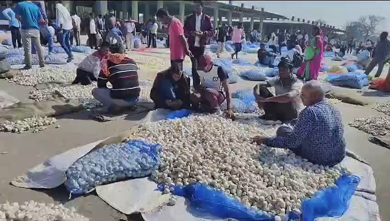 Neemuch News: Garlic sold for Rs 41 thousand per quintal