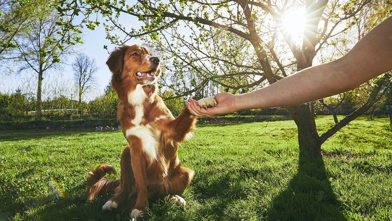 What If Dogs Didn't Exist?