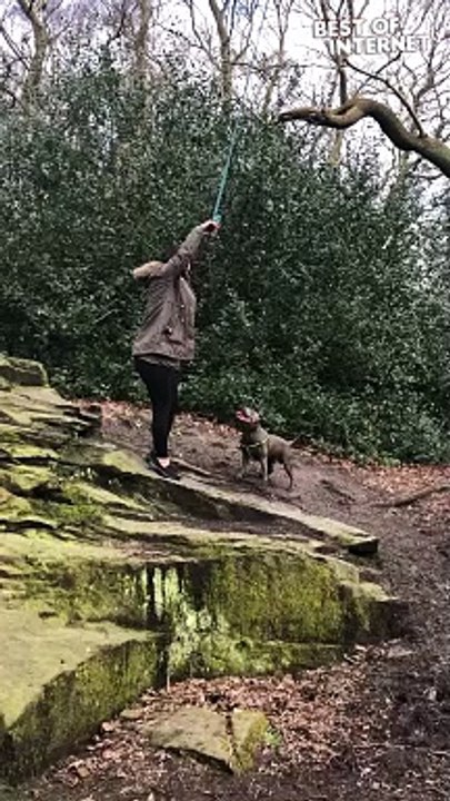 Kai The Pup's Swing Mishap in the Woods!  || Best of Internet