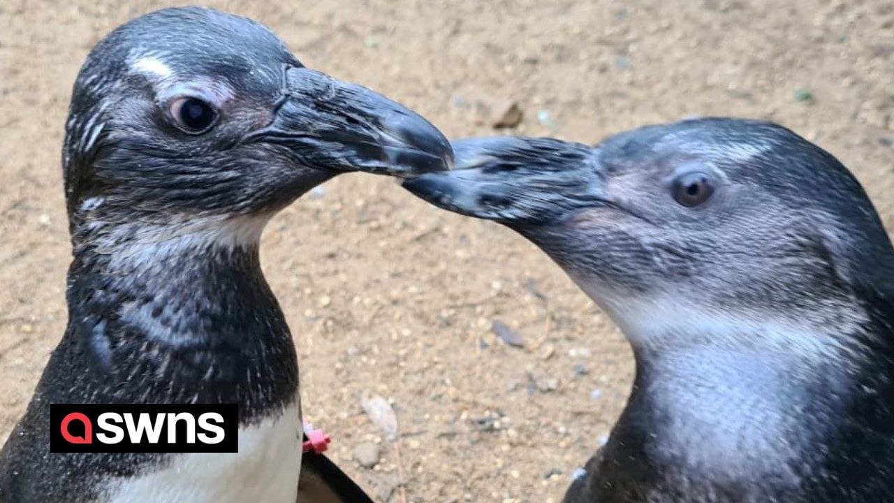 Penguin becomes 'guide-bird' to companion suffering cataracts - guiding her to food and bed