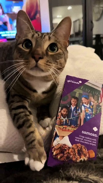 “Manipulation cat” goes viral on Tiktok