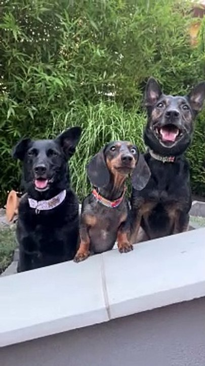 Dogs Love Being In Photos