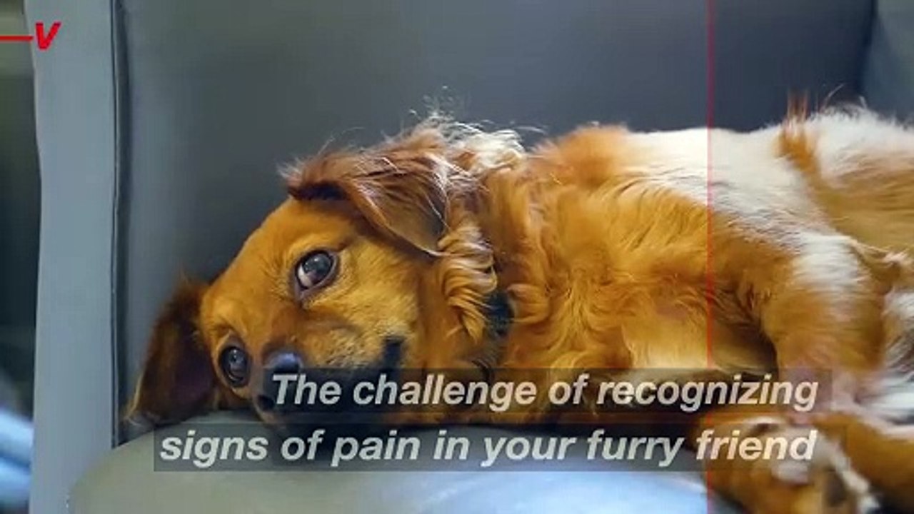 Signs Your Dog Might Be in Pain