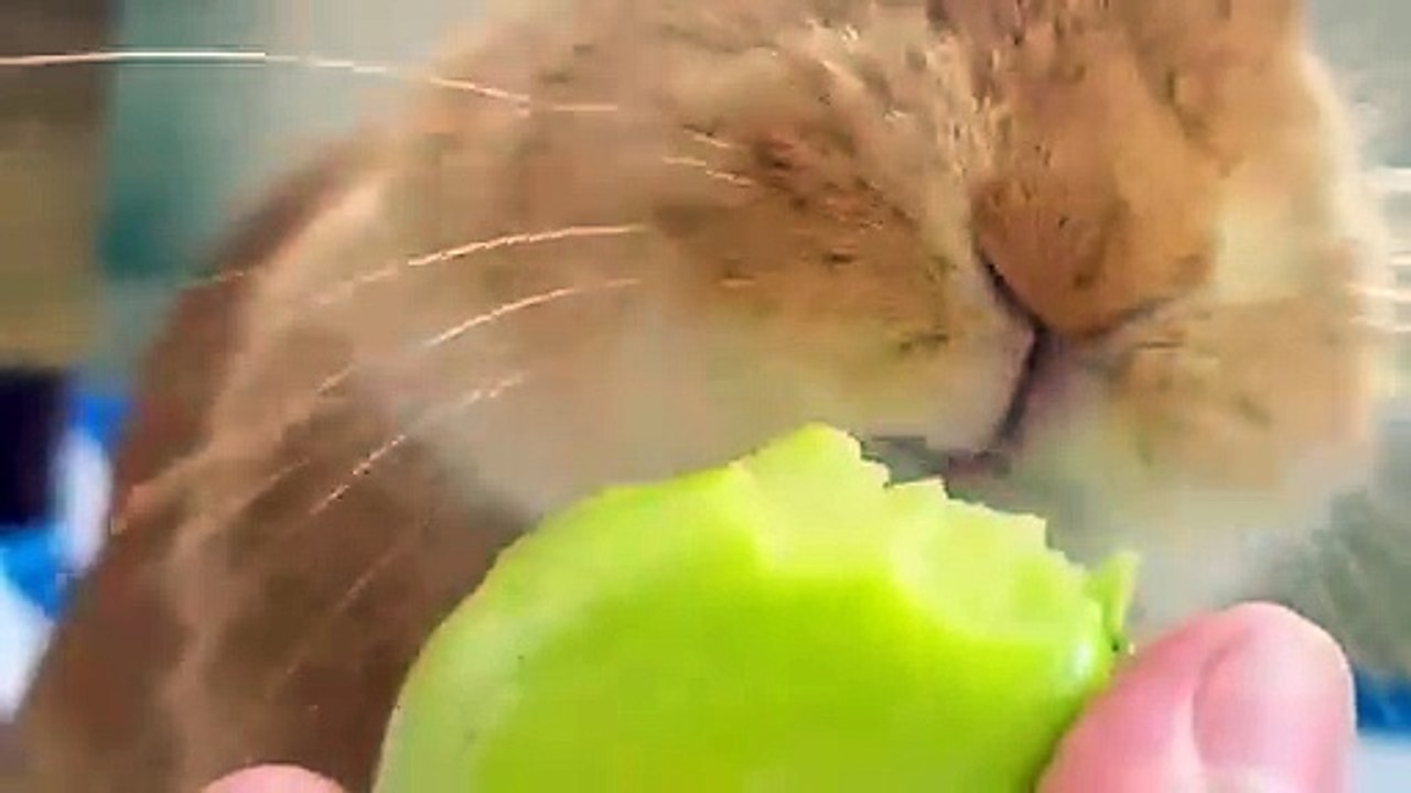 Cleaning Them Out! Syren De Mer, Rissa May, Mick Blue