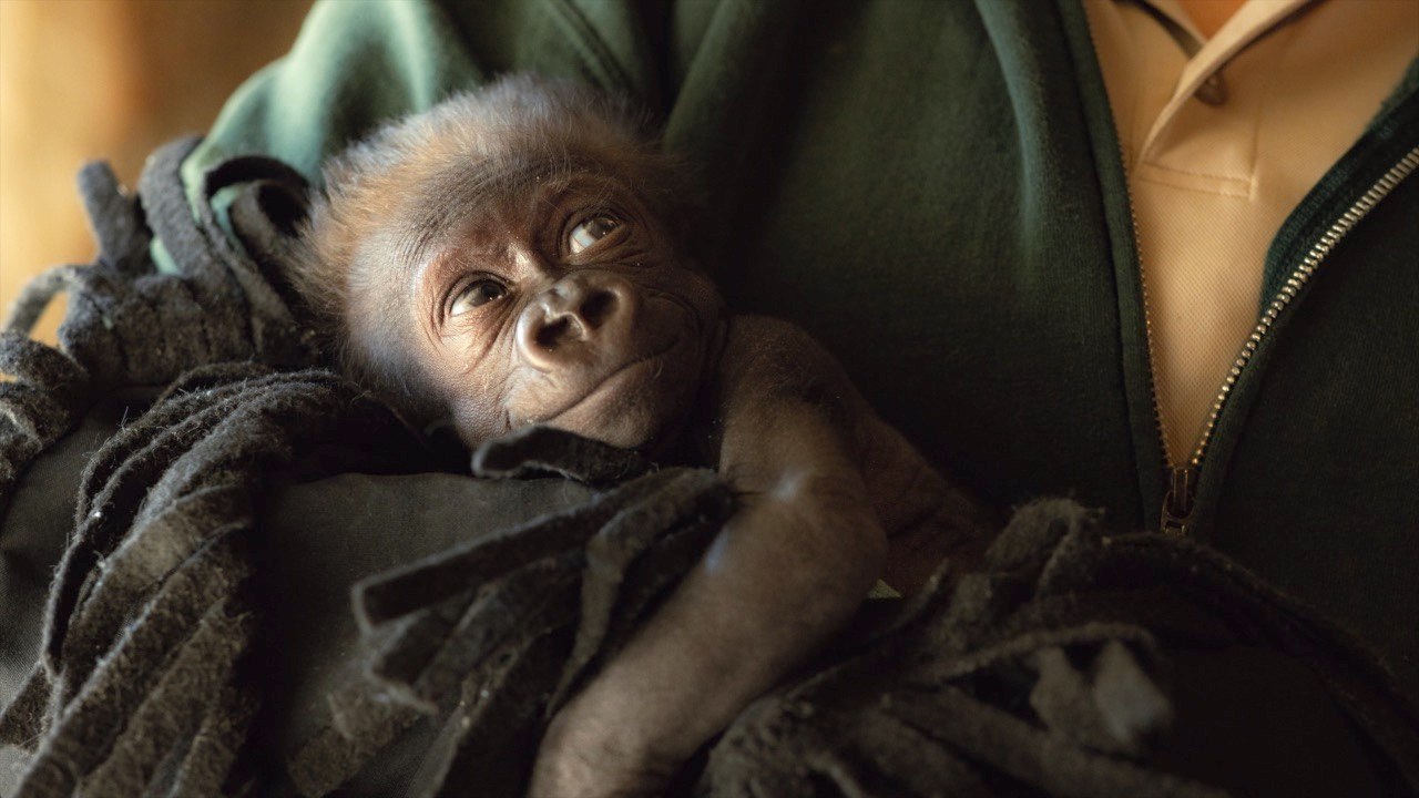 Doctors Successfully Perform Emergency C-Section on Endangered Species