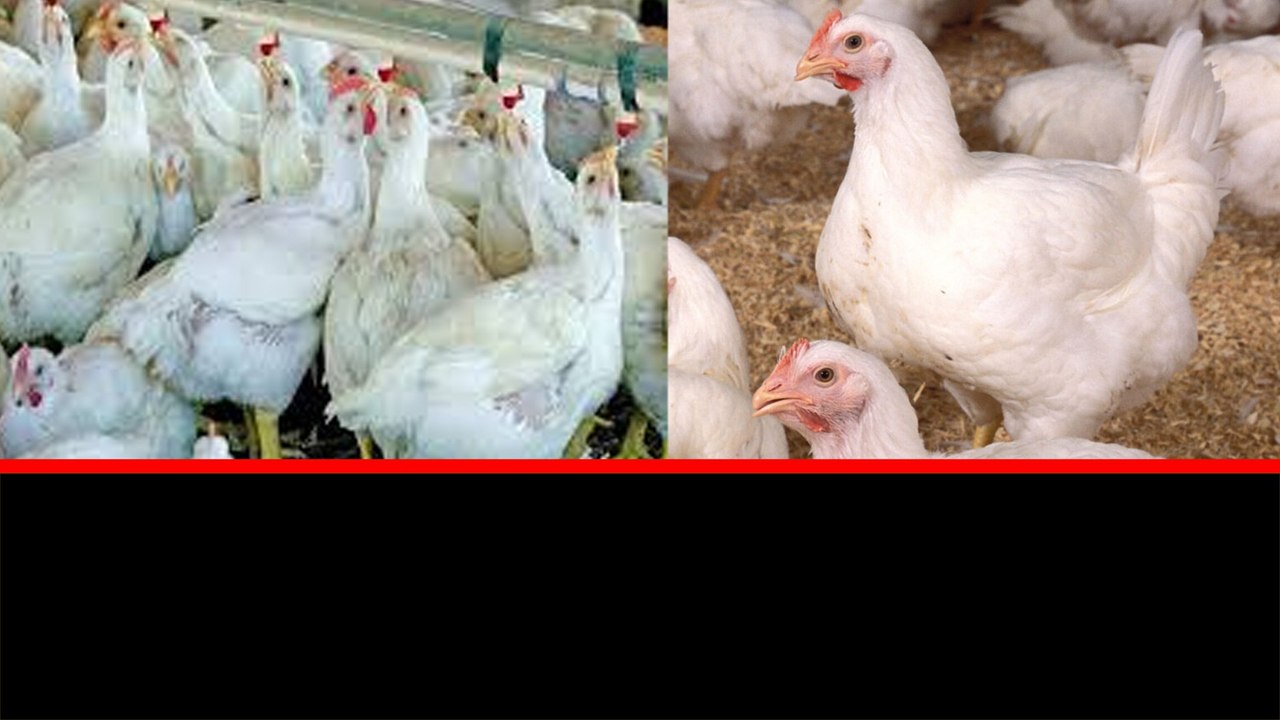 Andhra Pradesh ప్రజలకు Alert.. అక్కడ Bird Flu కలకలం | Telugu Oneindia