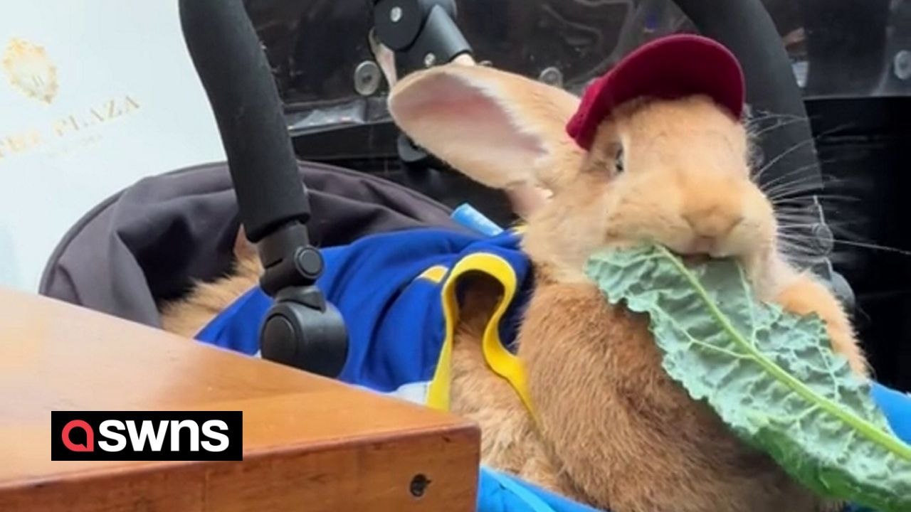 Meet the 30lb giant bunny who 'volunteers' at hospitals and airports - and even has his own electric car