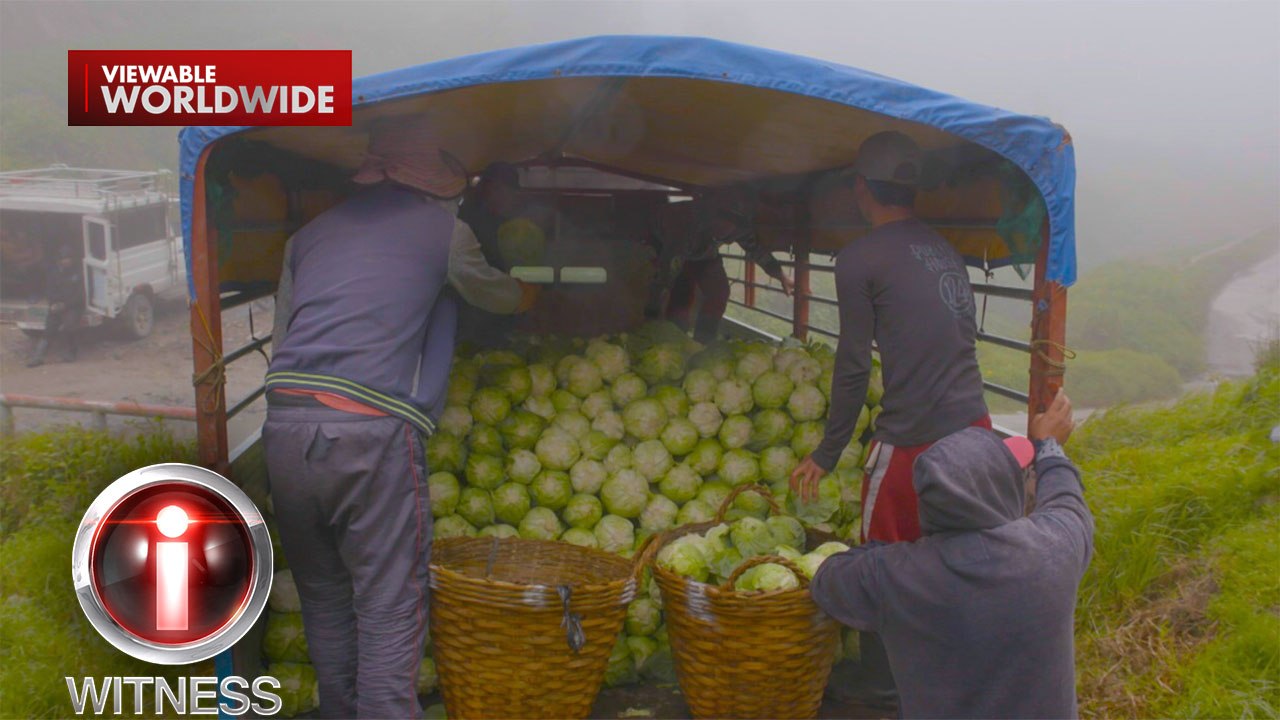 Repolyo mula sa Benguet, bumababa ang presyo sa P10 kada kilo | I-Witness