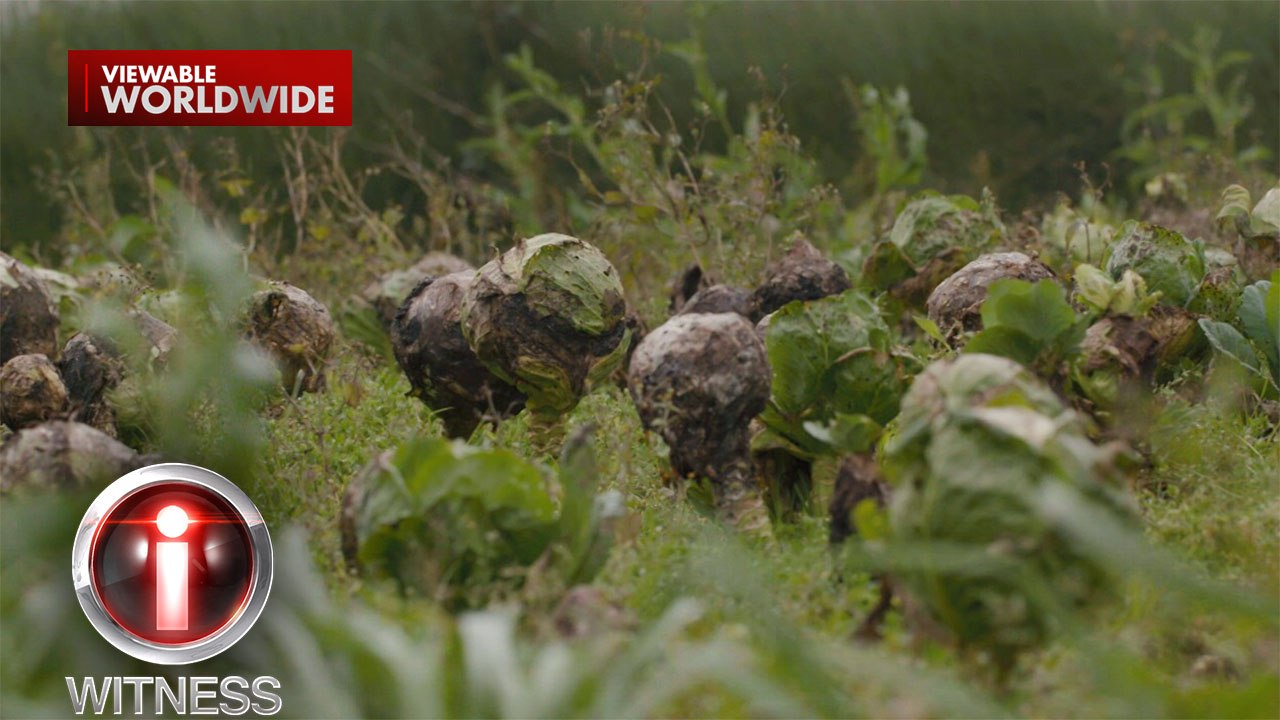 Repolyo na Hindi Maibenta, Hinahayaan na Lang na Mabulok sa Benguet 🥬
