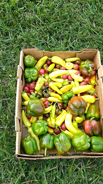 Different types of peppers and okra