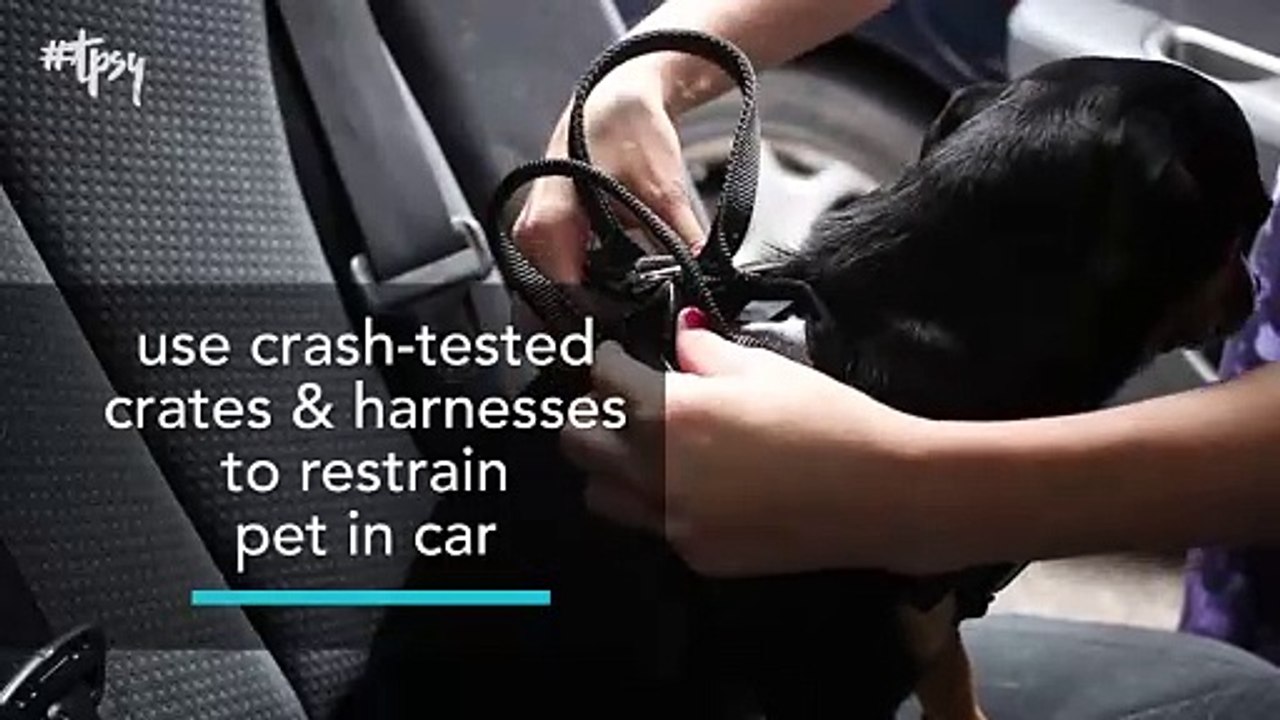 Stress-Free Travel With Pets? Yes, It Is Possible