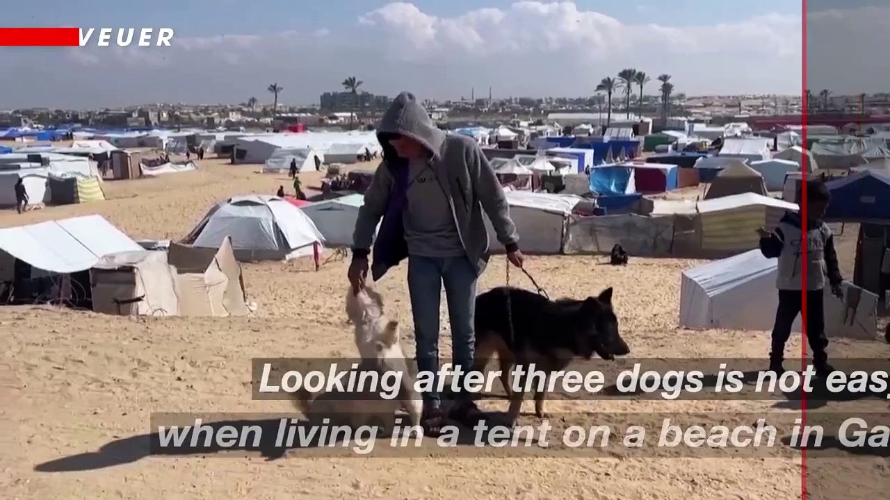 Displaced Gaza Teenager Finds Solace in His Displaced Dogs
