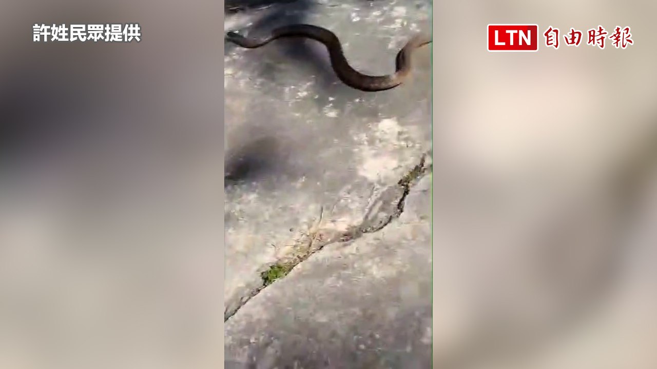 初春蛇類蠢動！ 水里鄉民家門外石頭搖晃 赫見2米大南蛇嚇壞（許姓民眾提供）
