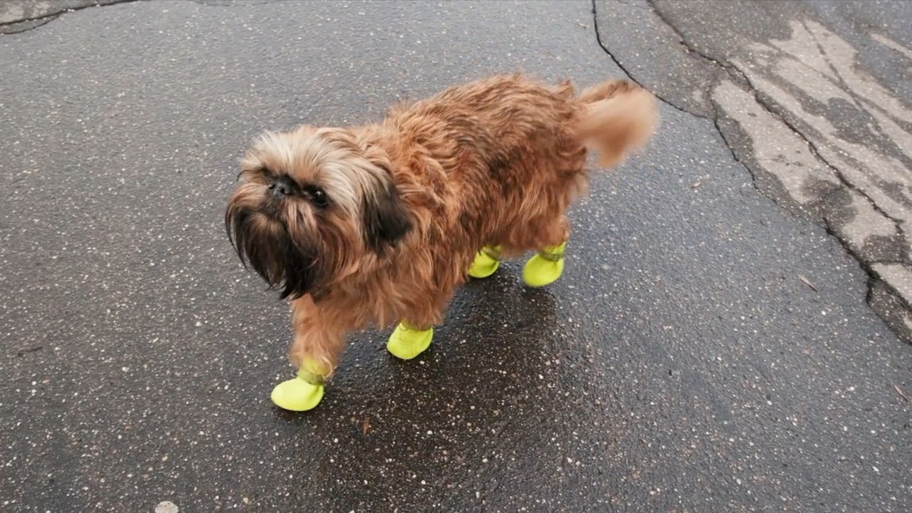 Why Skipping Dog Walks Could Impact More Than Just Exercise