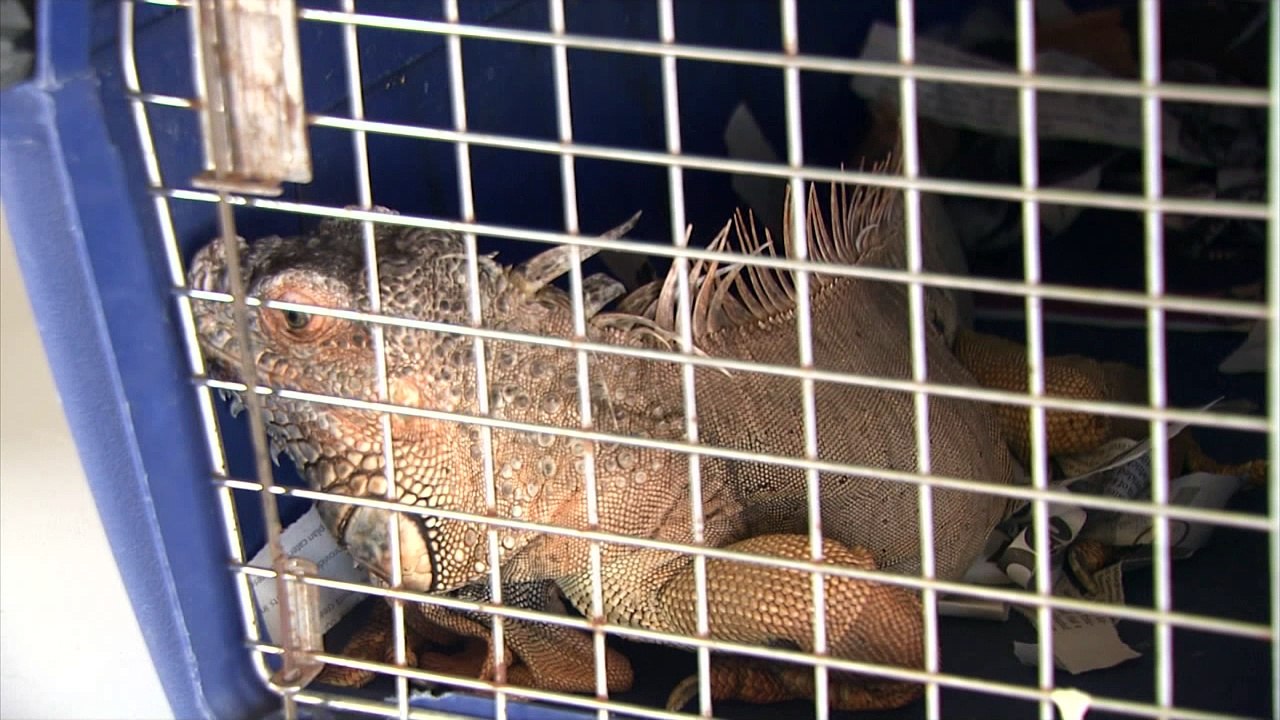 CLOSURE OF HUNTING SEASON