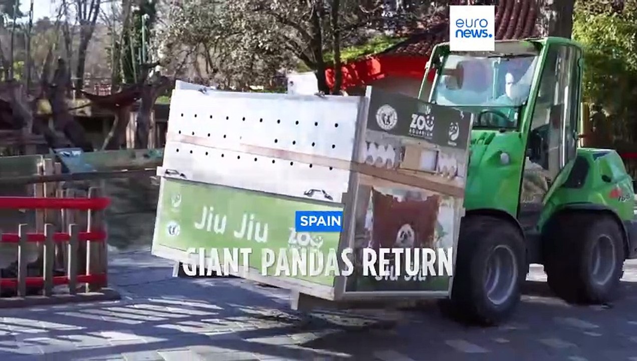 Family of giant pandas return to China from Spain