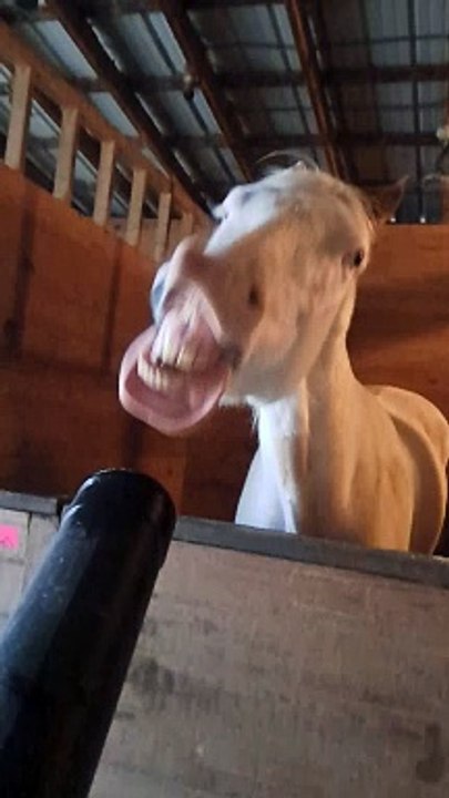 Hindi Short Comedy video