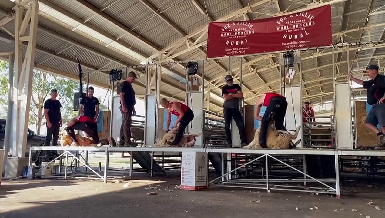 Exciting Speed Shearing Competition at Tamworth Show 2024 🐑