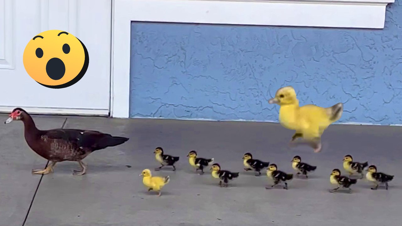 Best of the Internet 2024 | EPIC Fails & Amazing Moments!