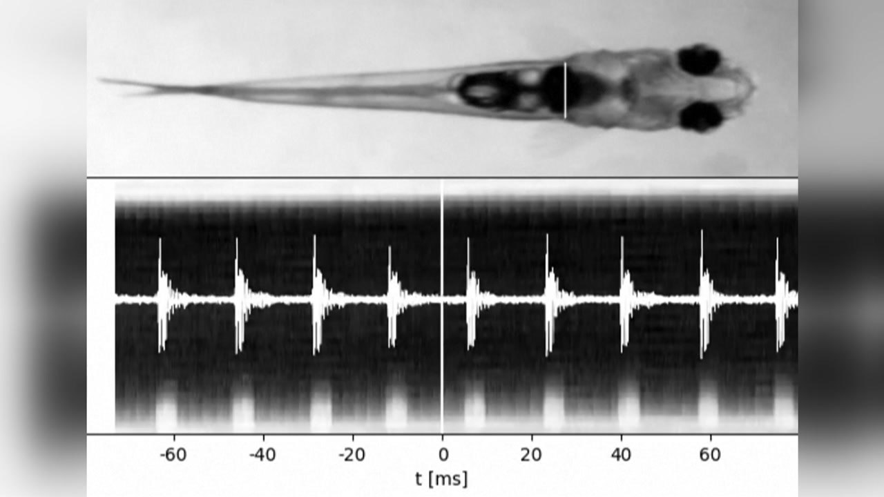 1cm 물고기가 불도저 소음만큼 큰 소리를? / YTN