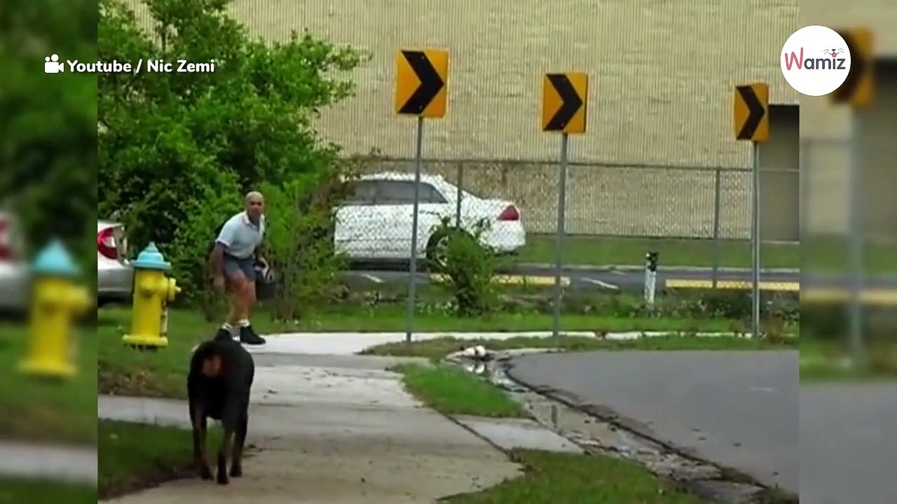 Dobermann sieht Postboten: Was dann kommt, ist hollywoodreif (Video)