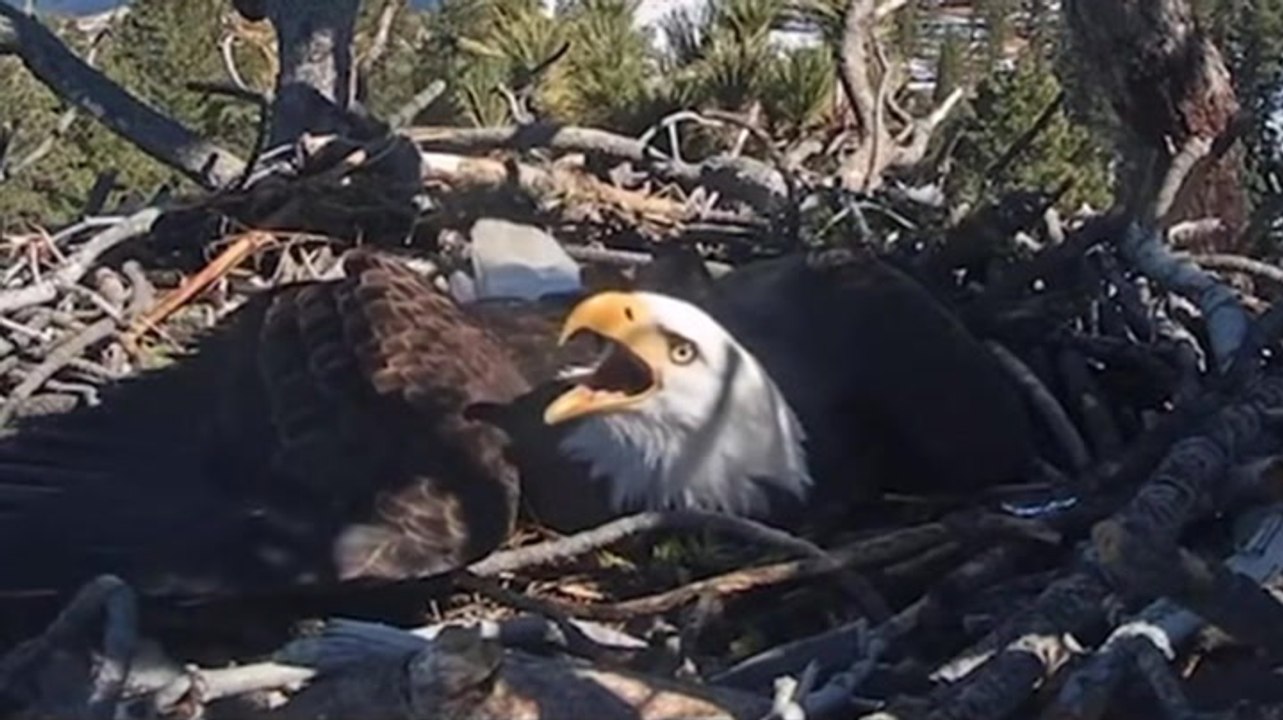 Bald eagle protects eggs as raven gets too close to nest