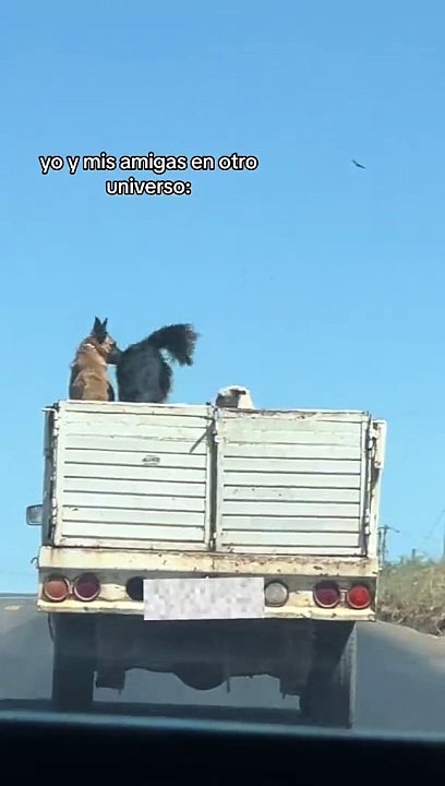 perritos camion