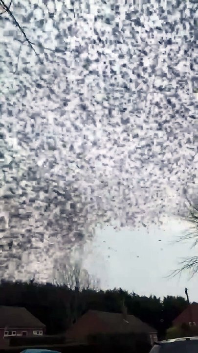 Murmuration of starlings over Great Gonerby